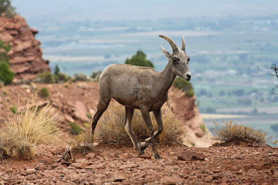 Big horn sheep, Colorado National Monument