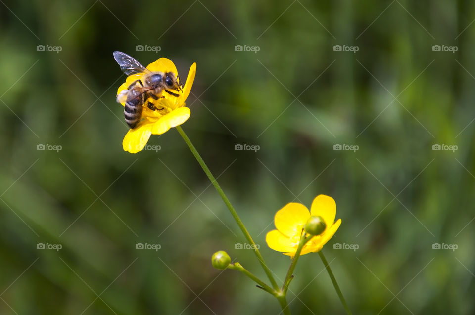 Capturing a bee in action