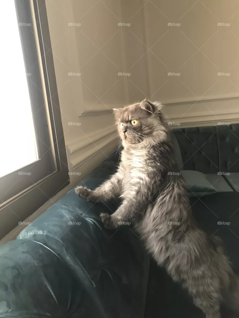Fluffy peeping 