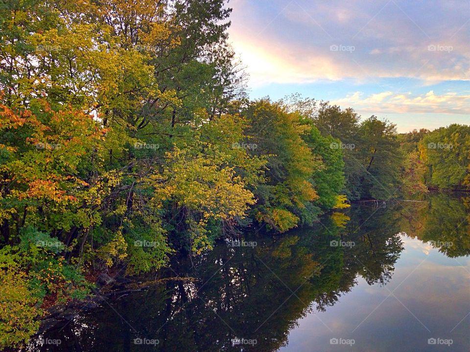 Autumn in the forest