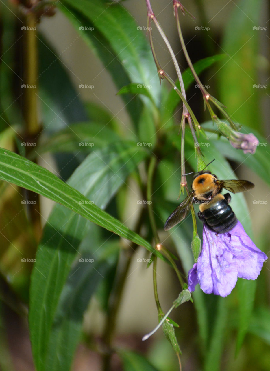 Bee's pollinating the flowers
