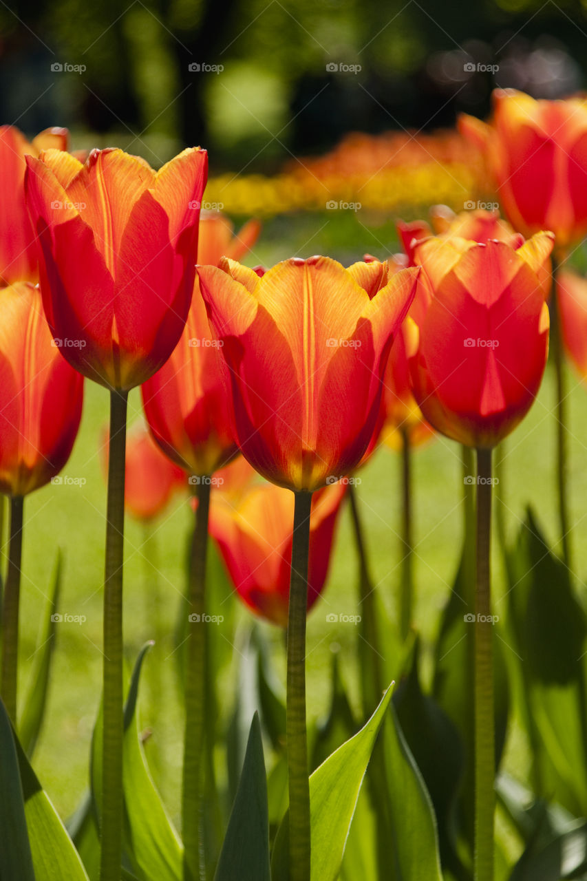 Red tulips 