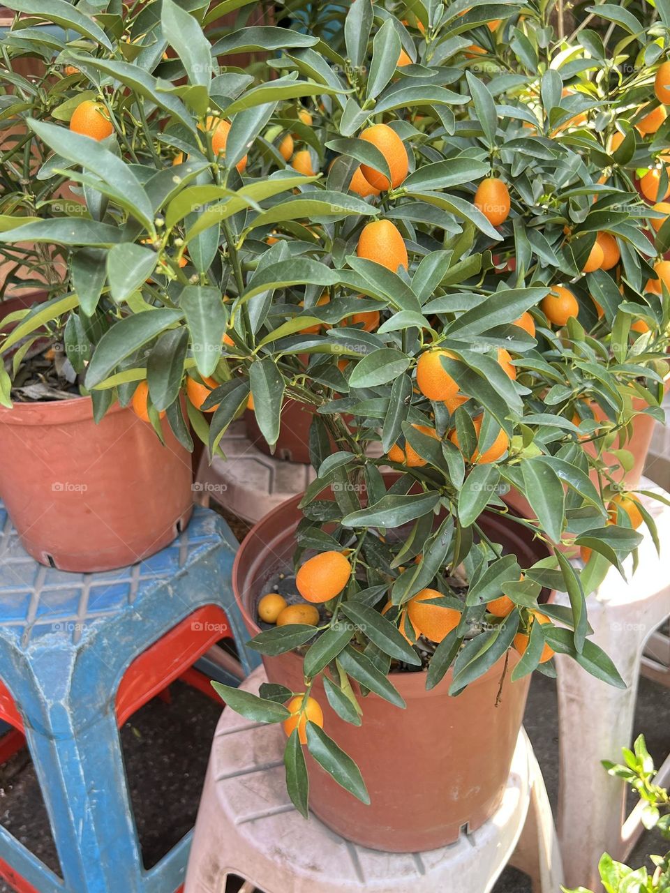 Kumquat