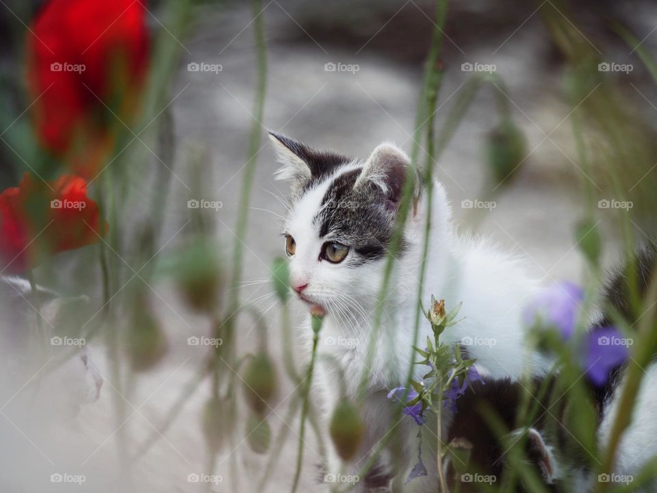 Kitten behind flowers