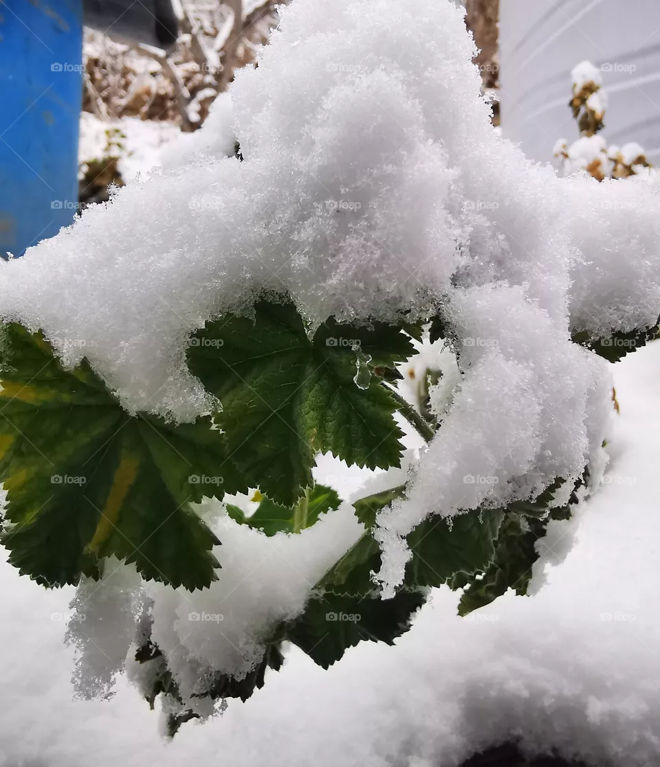 nature in winter