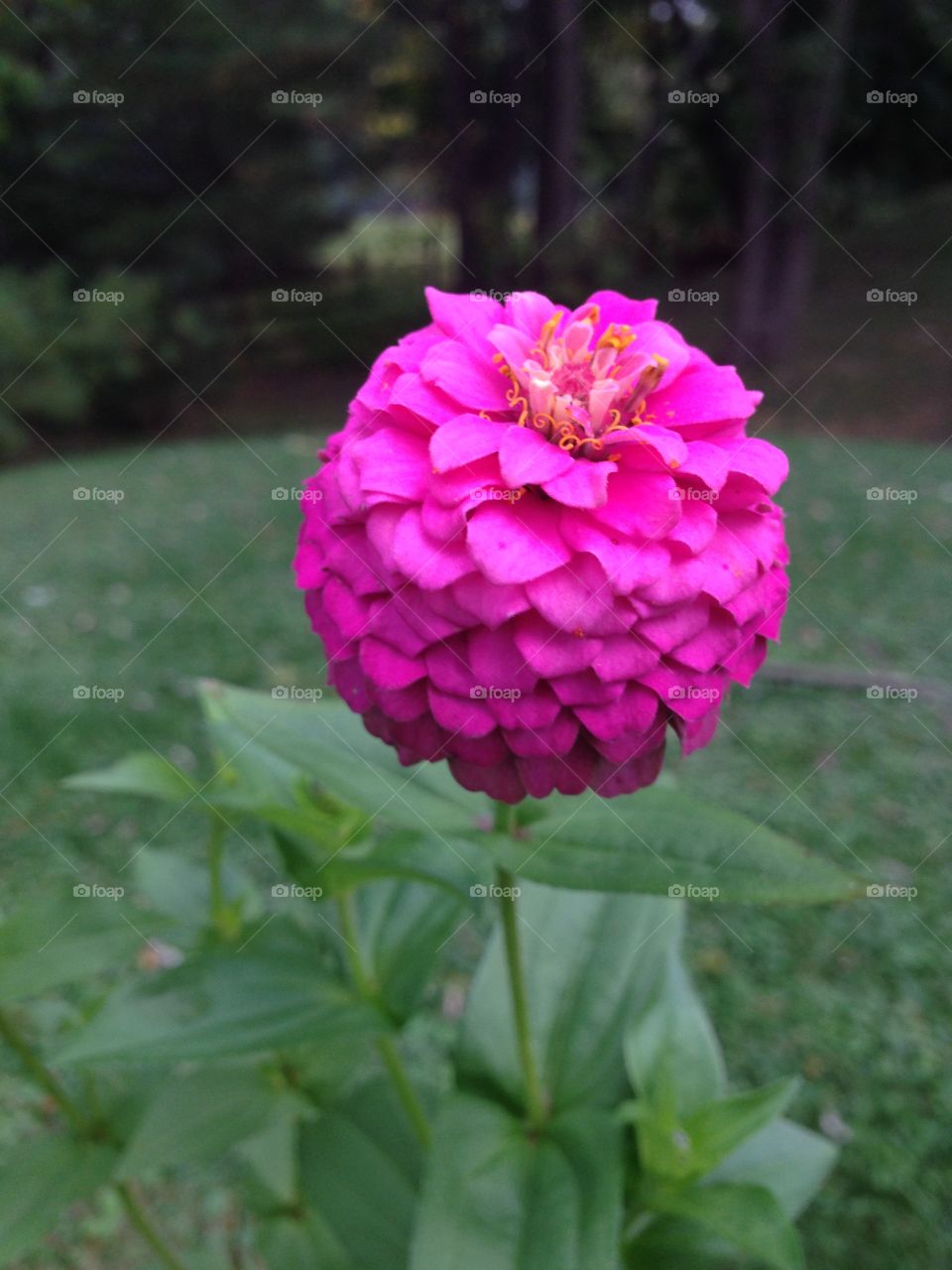 Pink flower. Colors in my garden