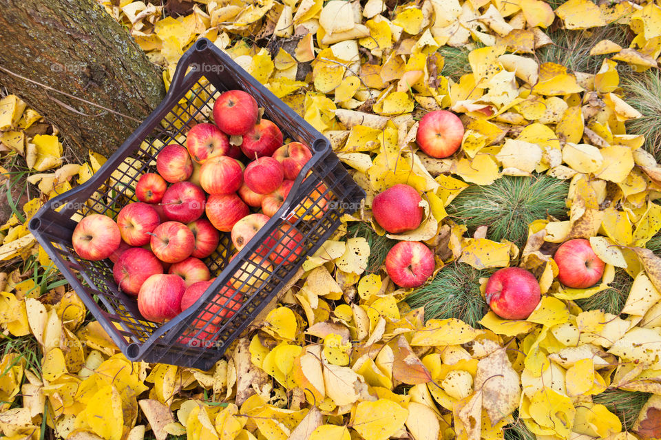 Harvest ripe juicy and tasty apples. Harvested juicy apples from fertile trees.