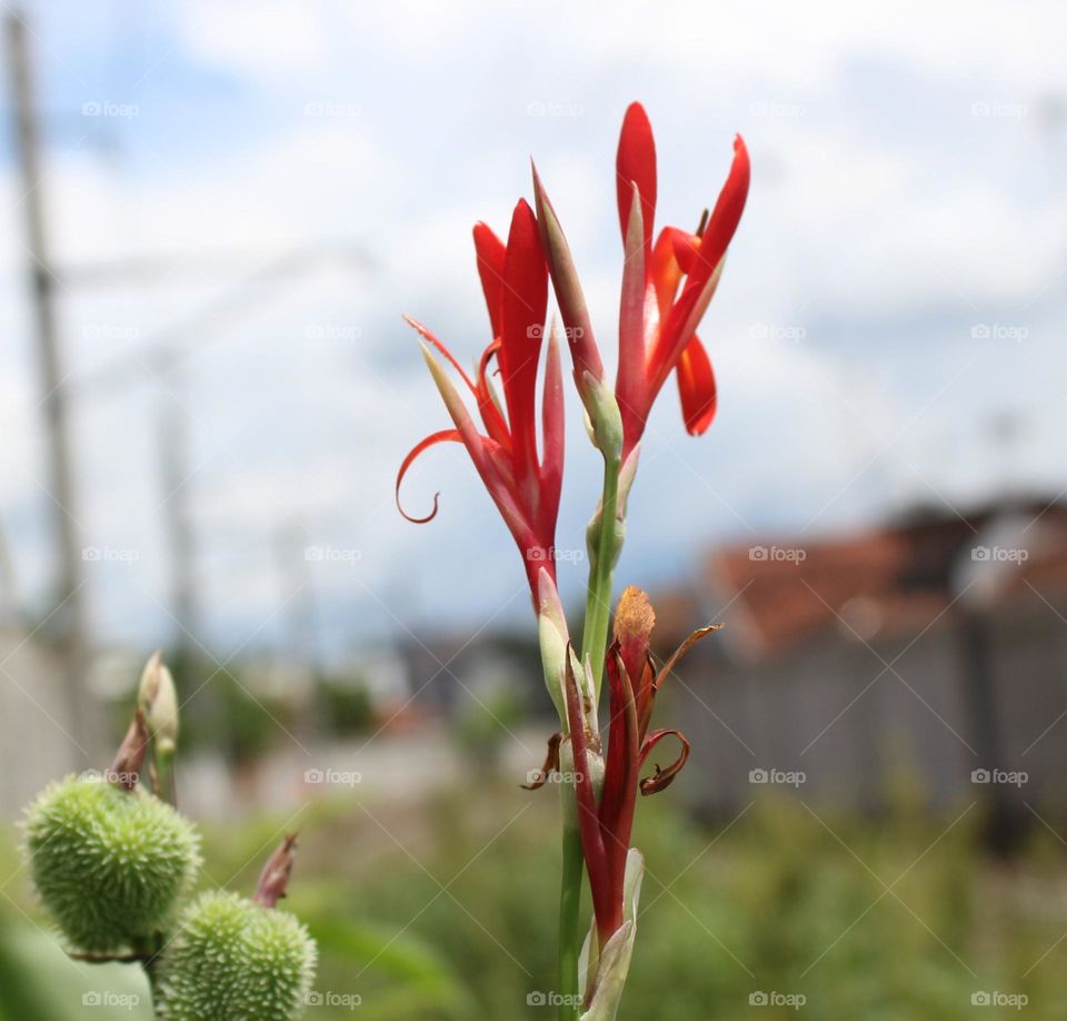 While walking along the railroad tracks, I saw a beautiful flower so I took the initiative to take a photo of it and this is the result