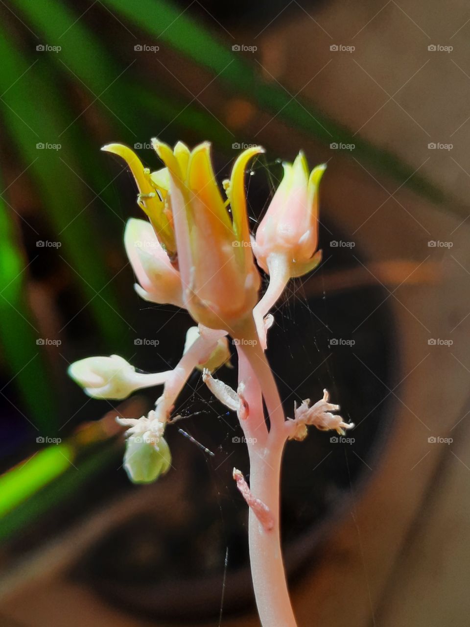 sunlit yellow flowers of aeonium  with cobweb