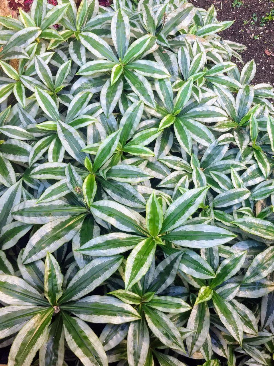 Plants and Sacred geometry