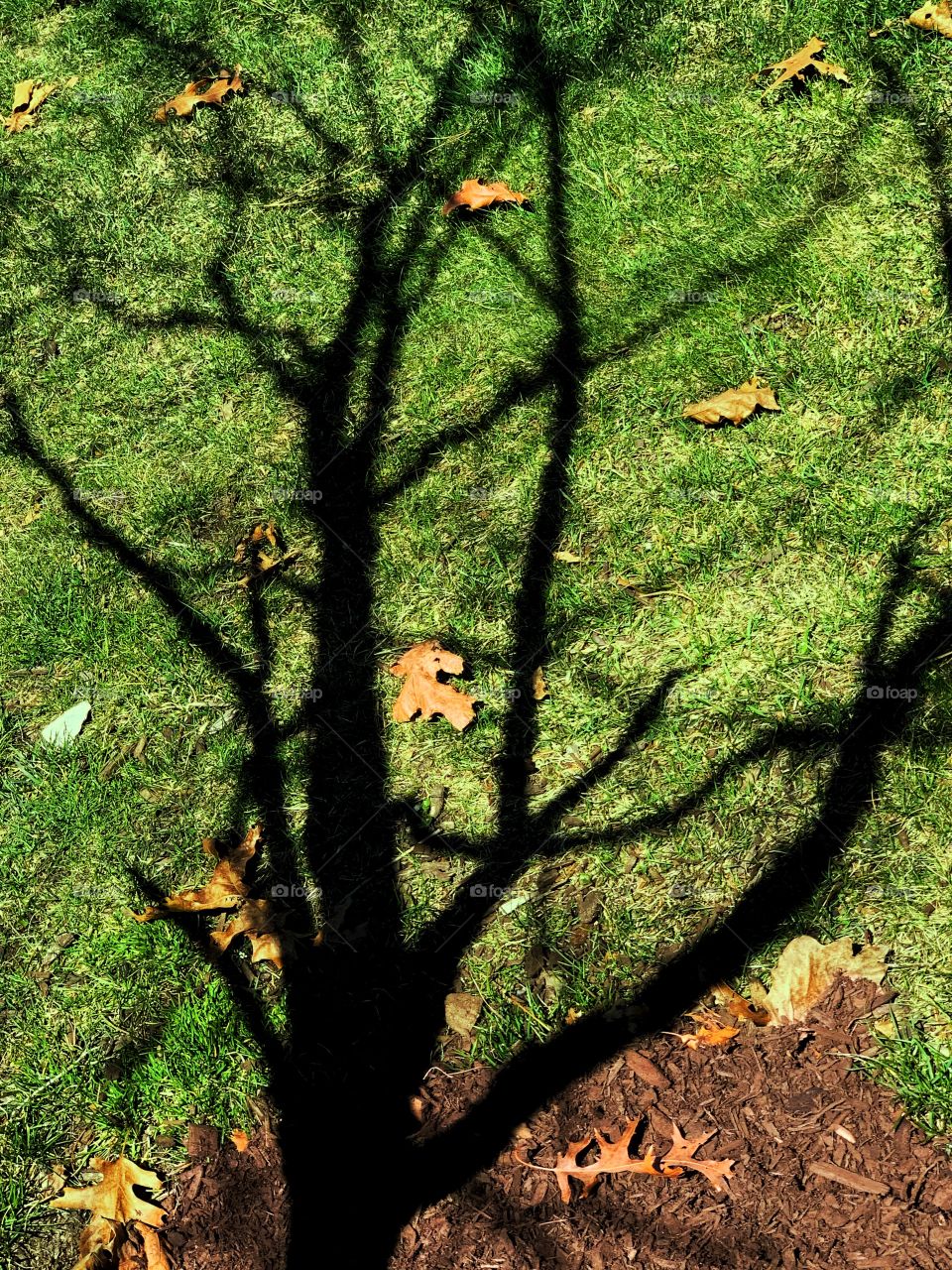 dark shadow of a tree with bare branches against green grass and leaves on the ground on a sunny spring day