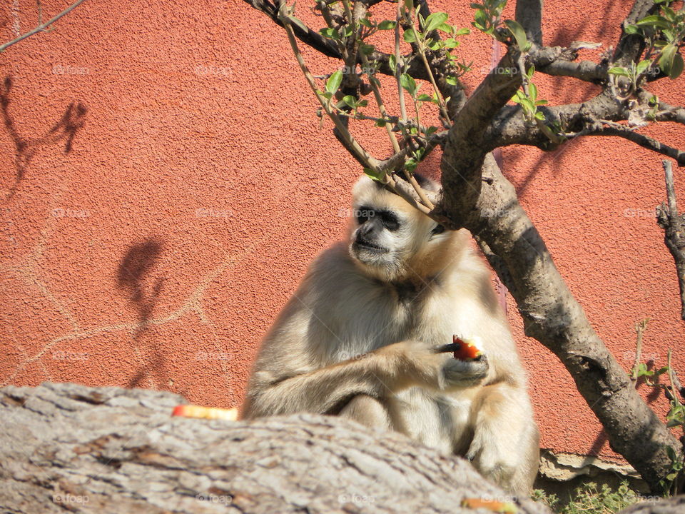 Gibbon in the shade for snack time