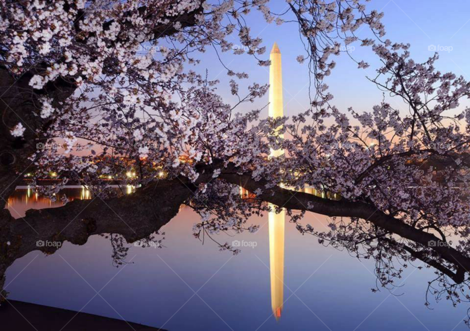 DC Cherry Blossoms, the Potomac, and the Washington Monument at sunset.
