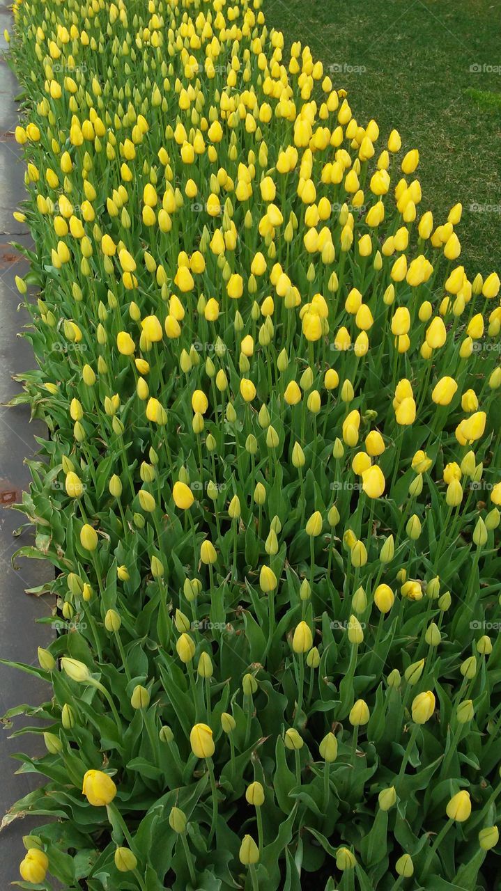 spring. flowers. beauty