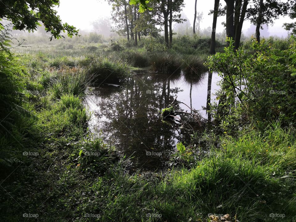 Marshes in the foggy forest
