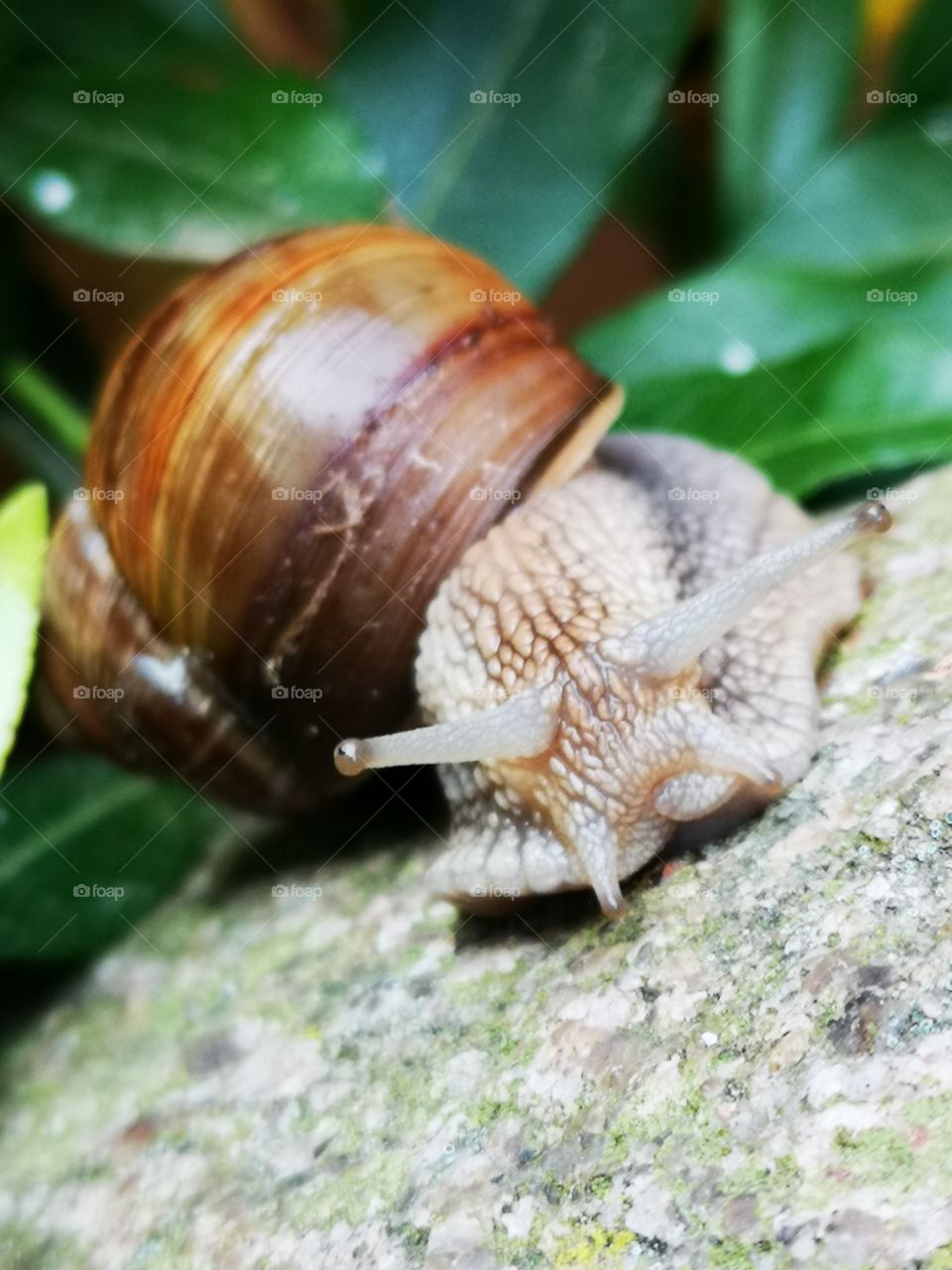 Snail in my garden