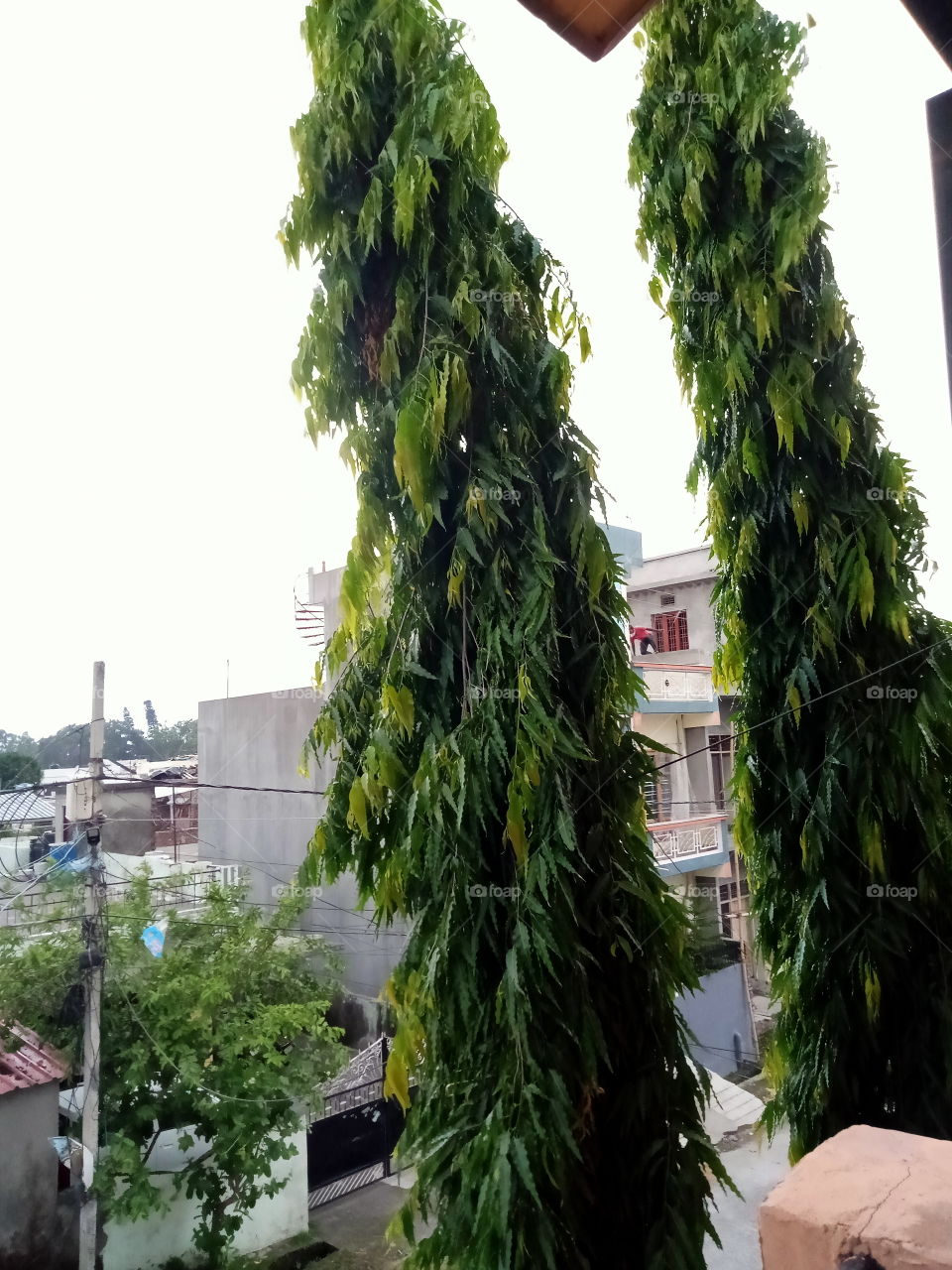 Ashoka trees (Saraca asoca) standing tall