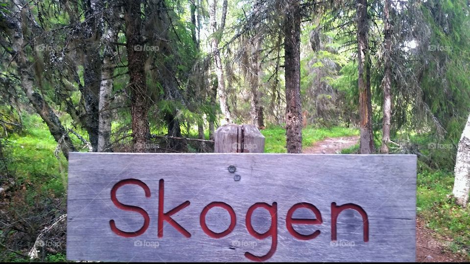 Skogen!