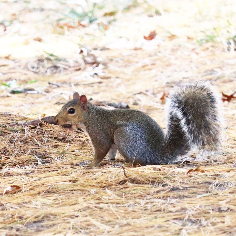 squirrel at Loose Park