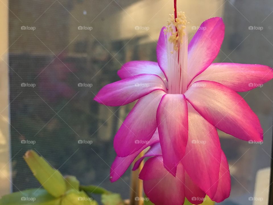 Close-up of pink frangipani