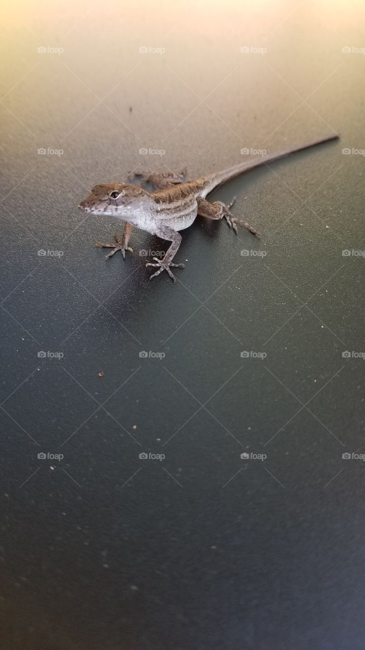 Lizard checking out the griddle,  making sure we're cooking everything to spec