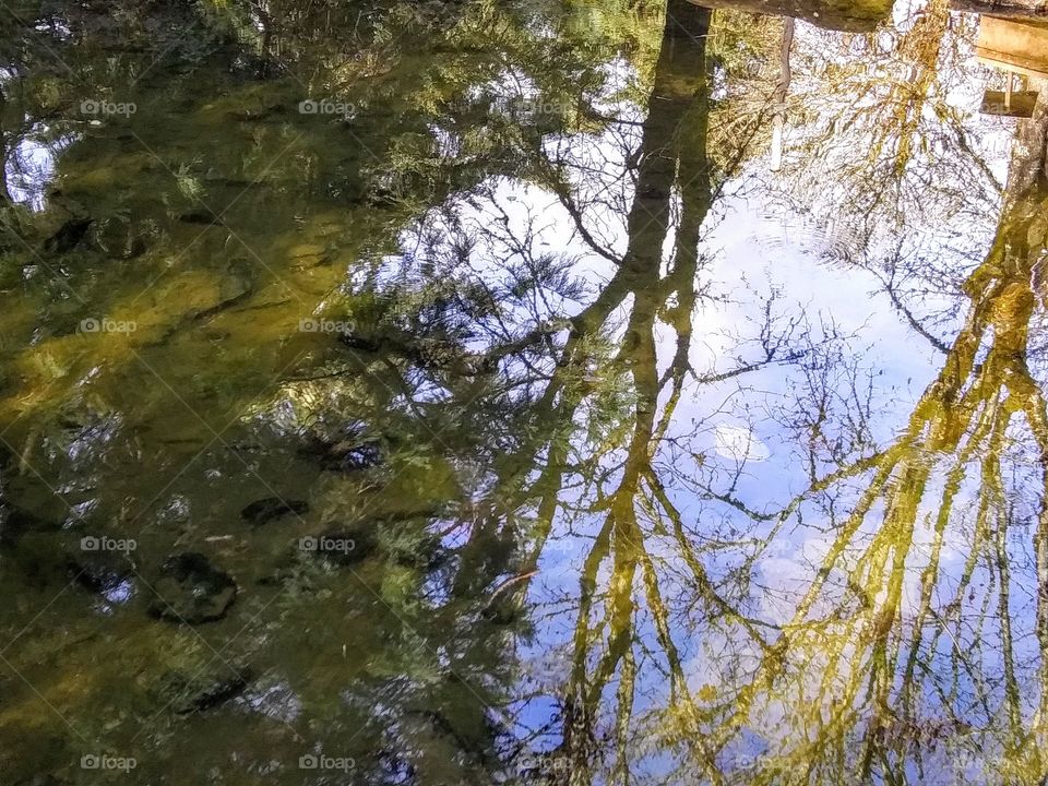 spooky tree reflection