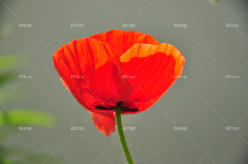 red poppy flower closeup in the sun with grey background