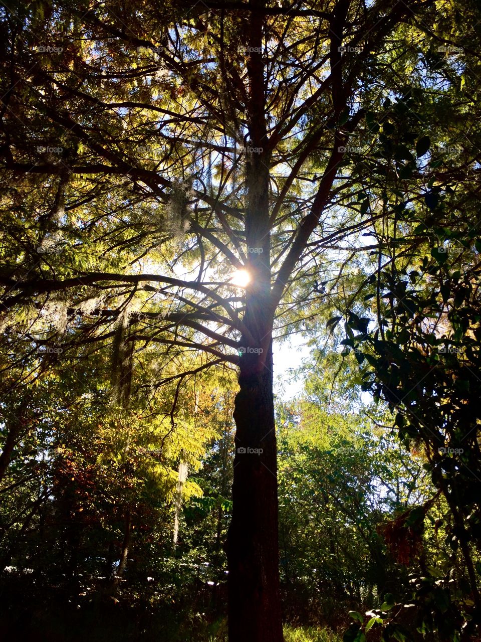 Sun light coming through a tree