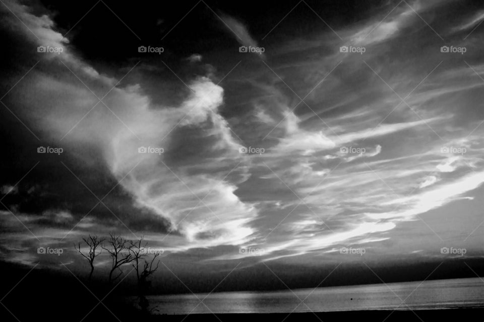 Elements of nature. Black and white rendering. Oniric effect.