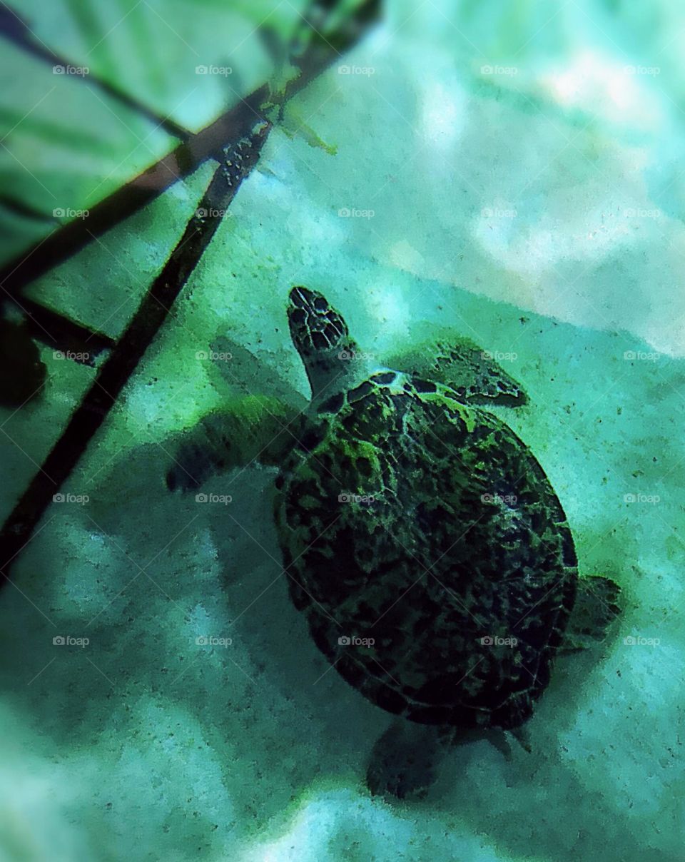 turtle underwater