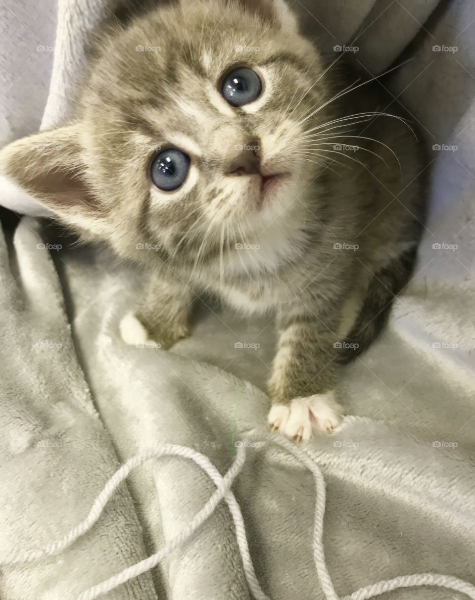 Tiny kitten playing with yarn