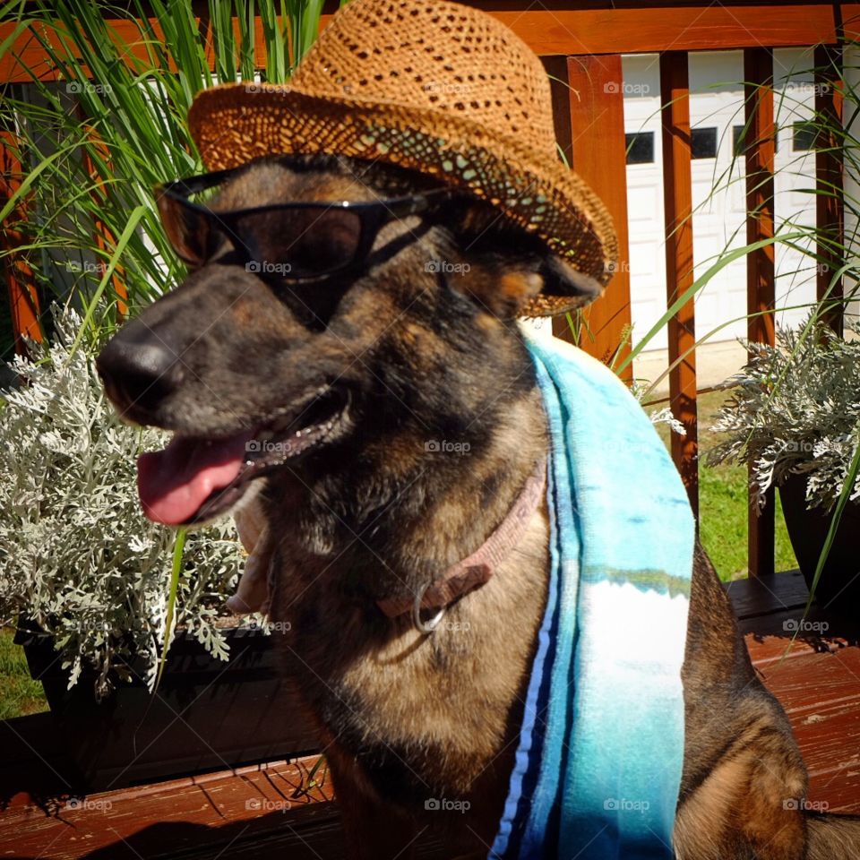 Ranger the GSD heading to dog beach in Manasquan NJ