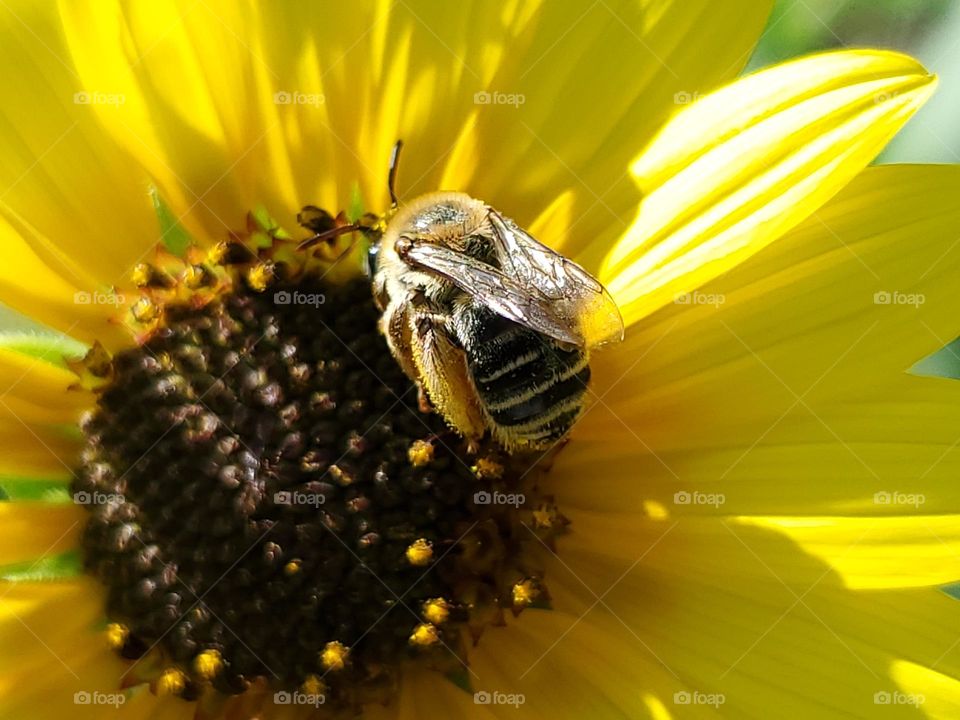 A bee illuminated by sunlight while pollinating a wild sunflower.