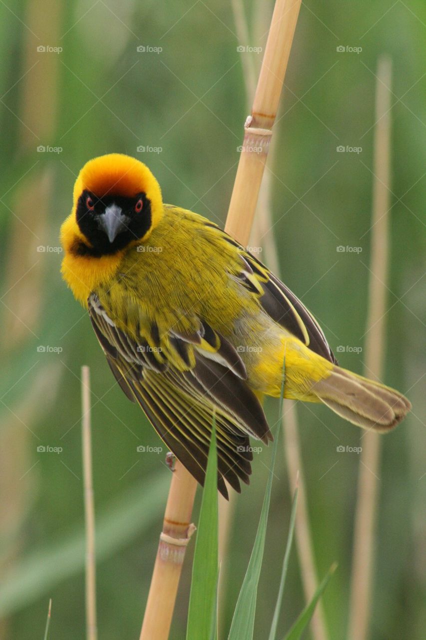 Masked weaver