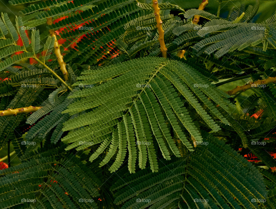 Greeny  - leaf  - pattern