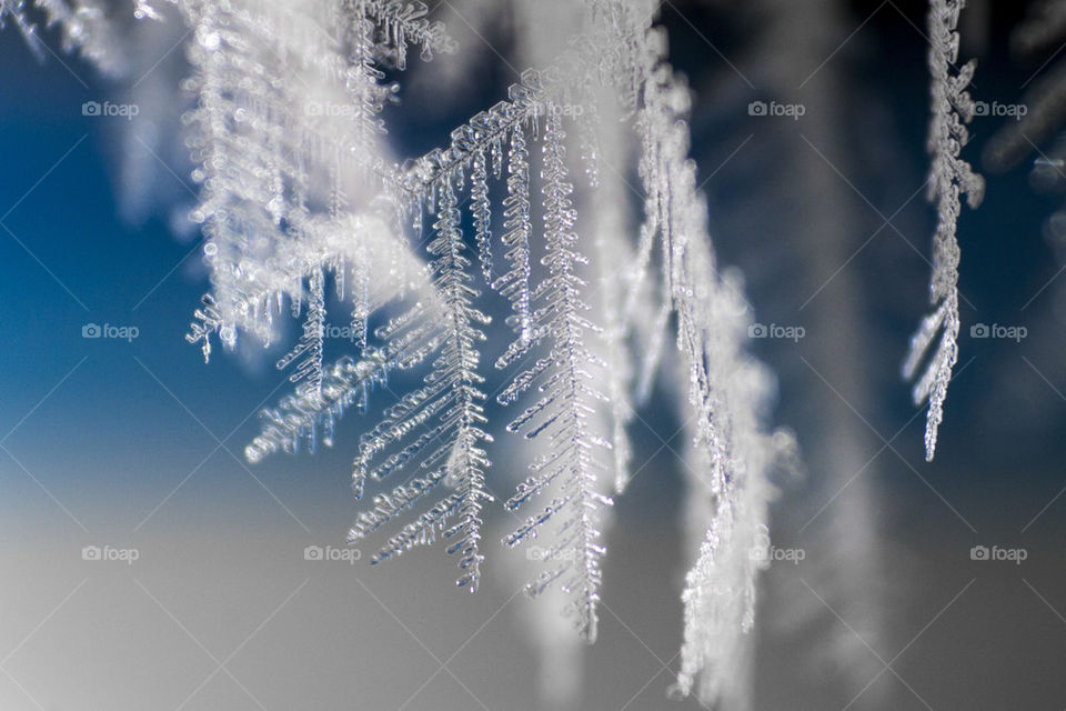 Close-up of frosty branch