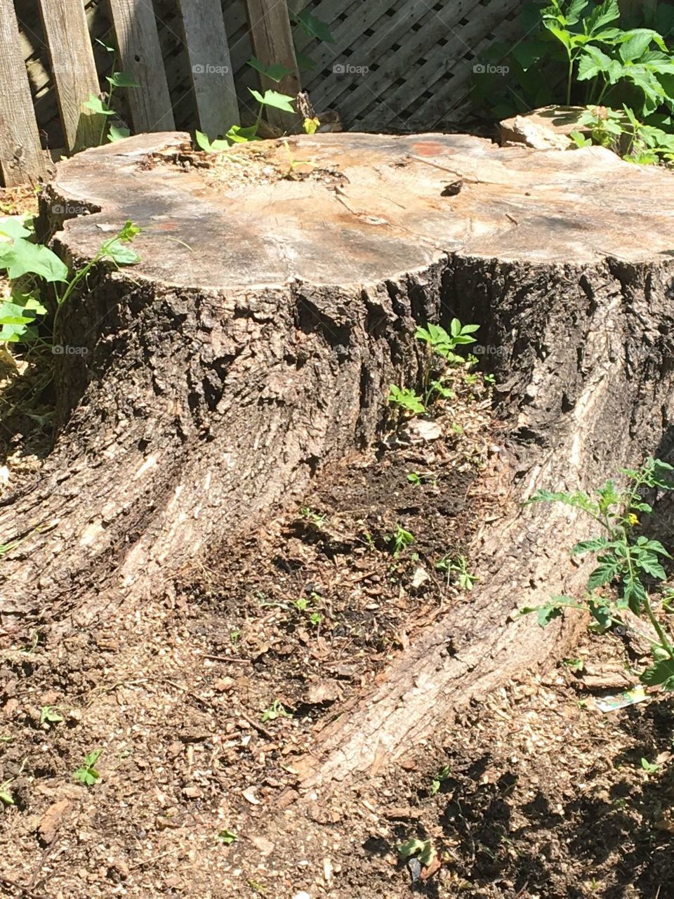 Maple tree stump