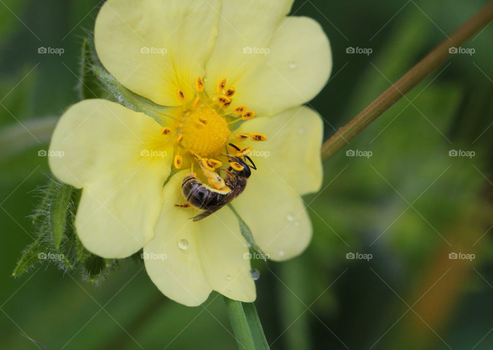 Bee pollinating on flower