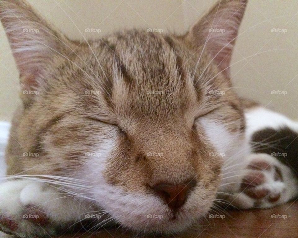 Sleeping cat