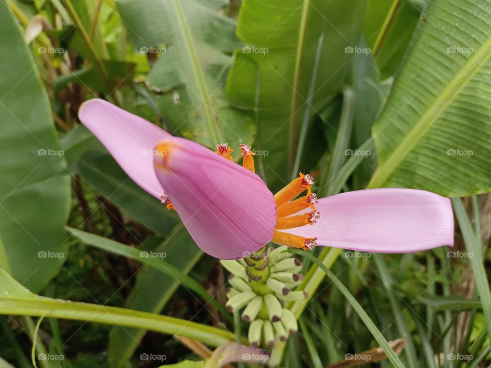 The banana tree blossom
