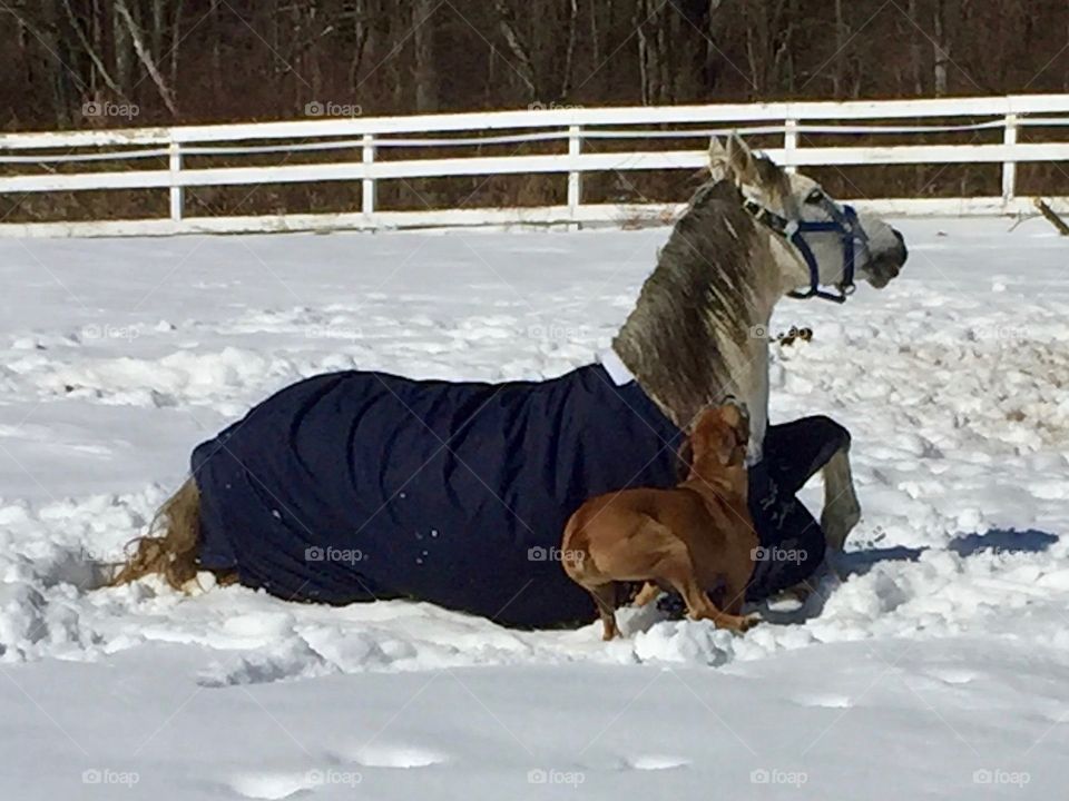Horse with dog at farm in winter