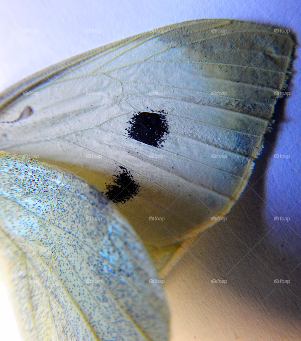 macro of butterfly wing detail