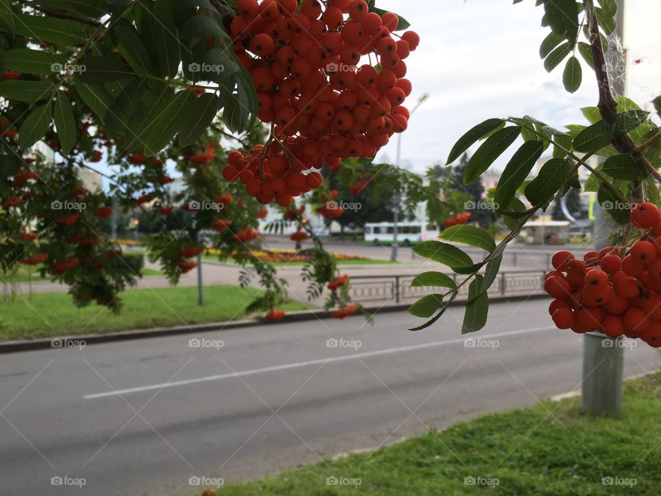 ripe bunches of Rowan growing near the town square.