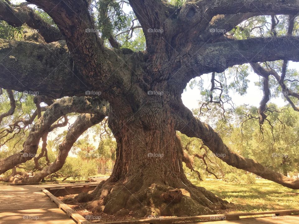 Beautiful old historic oak tree with thick gnarled branches in a city park