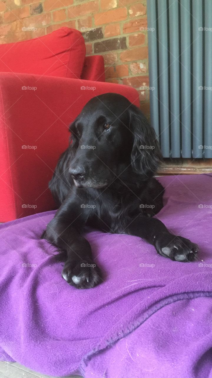 Black flatcoat retriever looking beautiful asshelays on her purple bed with a red sofa behind 