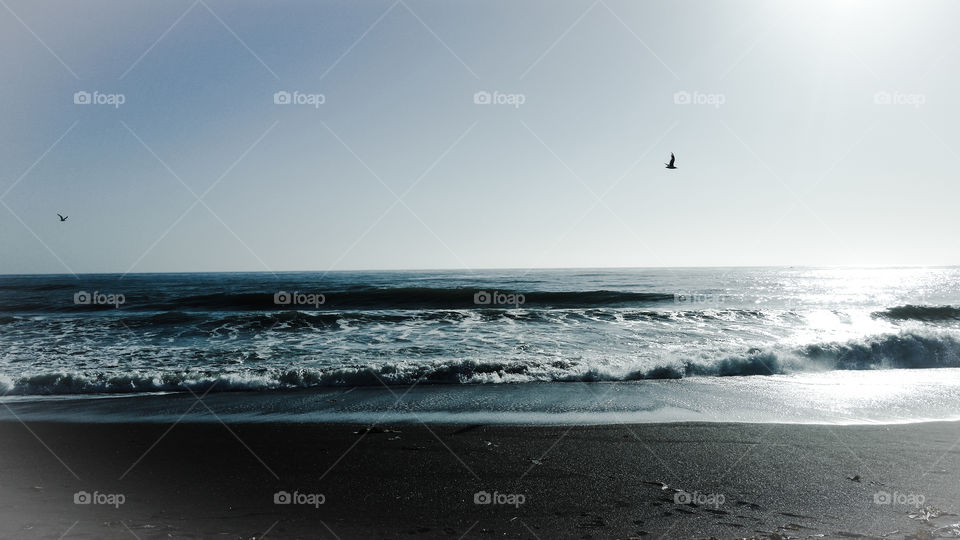 Seagulls over the Pacific Ocean