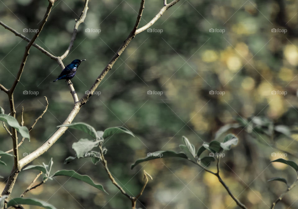 purple sunbird male