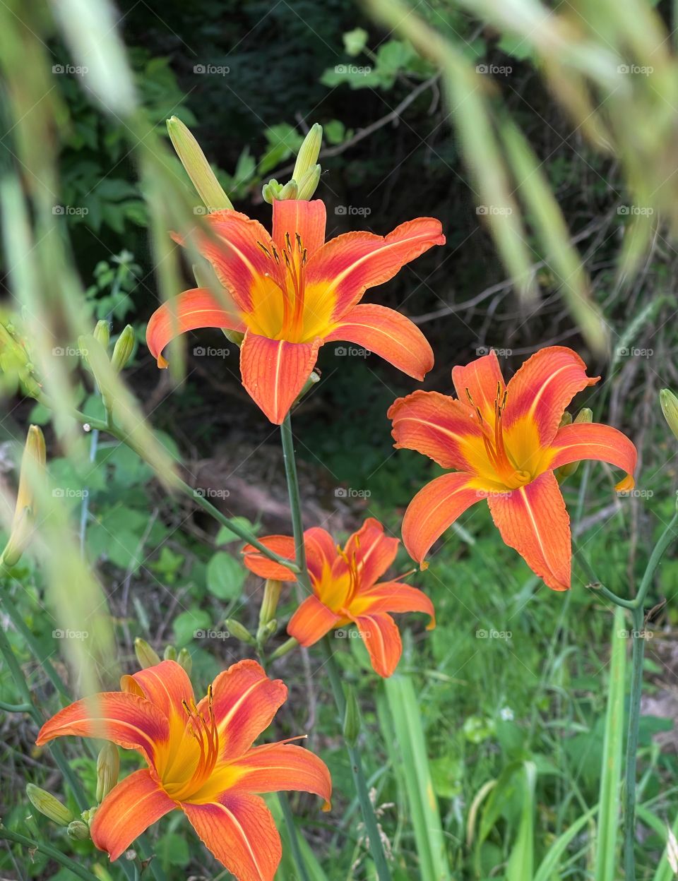 Day lilies 