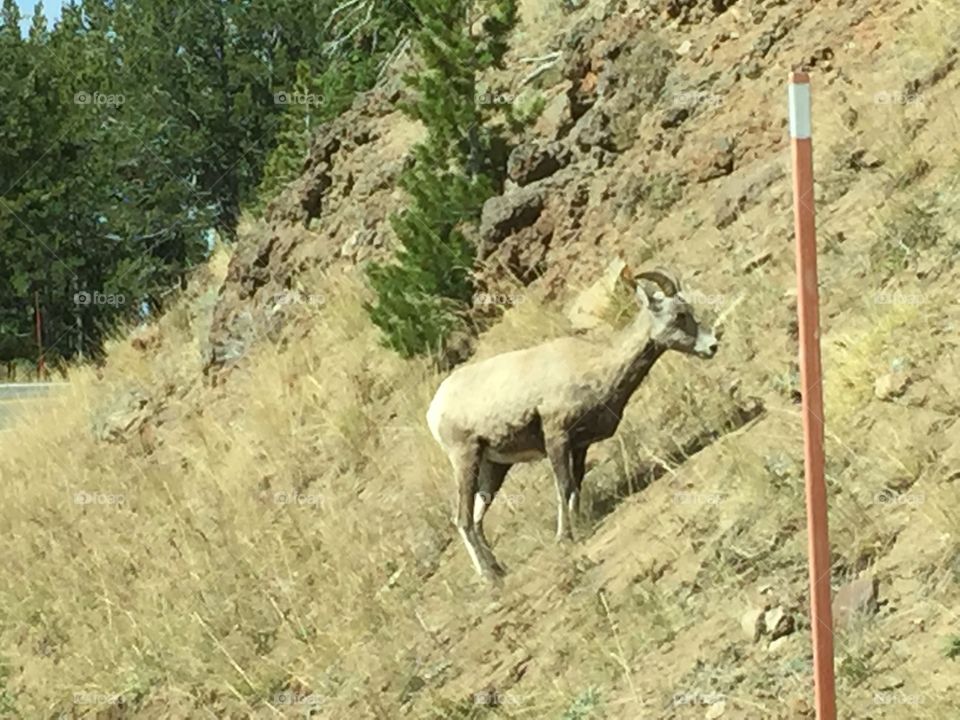 Yellowstone Sheep