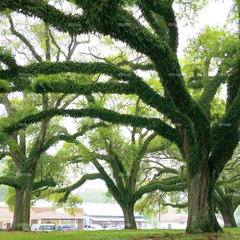 trees . Louisiana trees